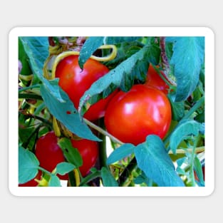 Ripe Red Tomatoes Sticker